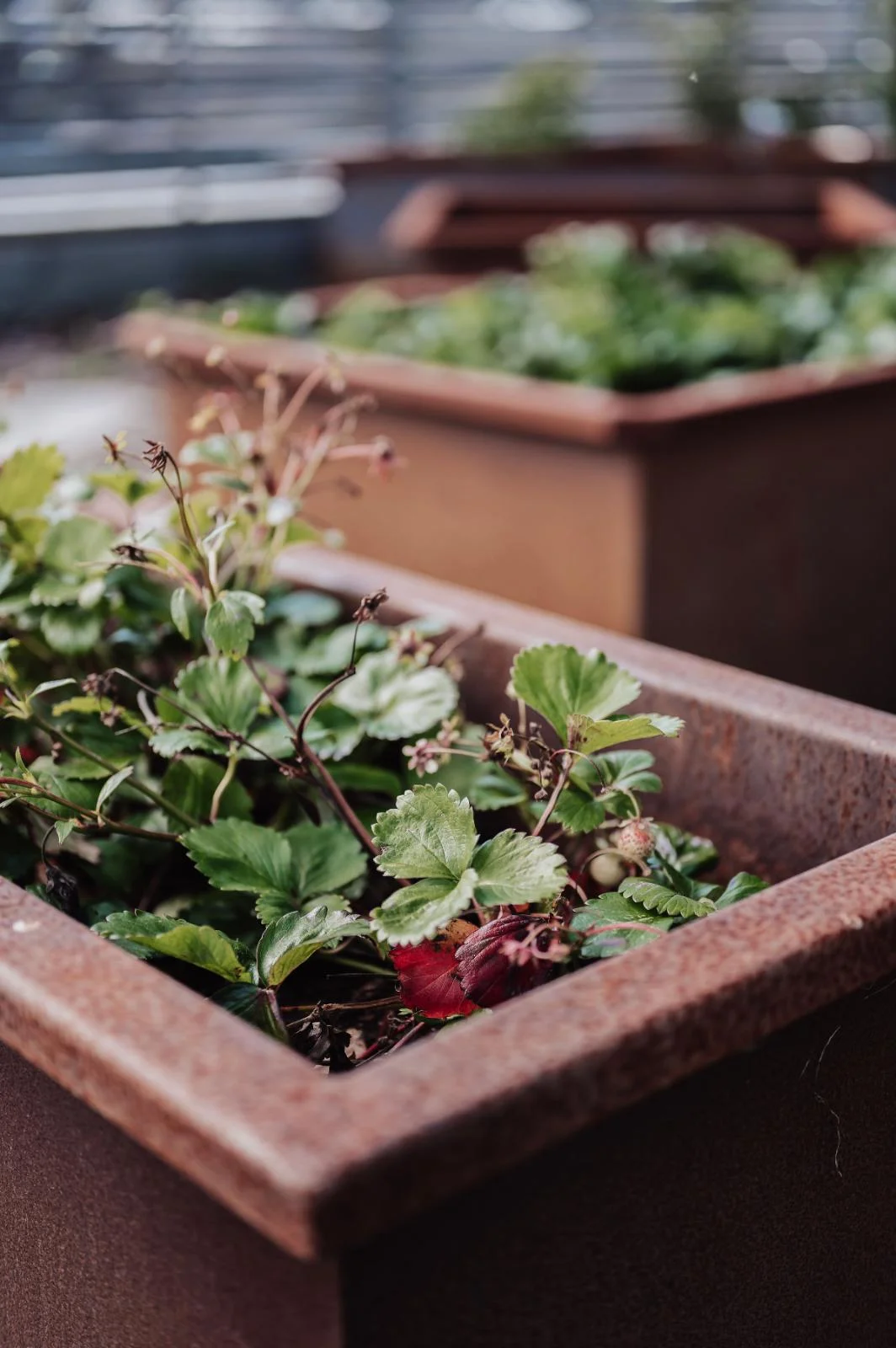 Corten i trädgårdsrum
